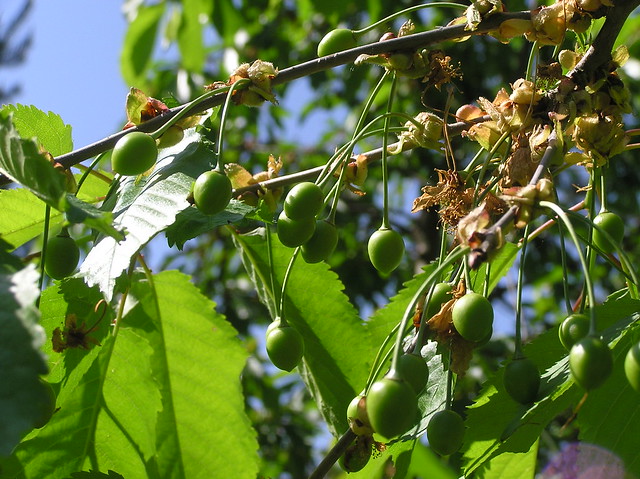 Prunus avium 'Arthur'