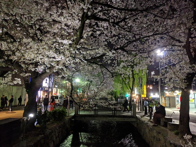 Kyoto Cherry Blossoms at Night