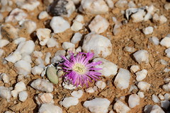 Argyroderma delaetii, one of living stones plants