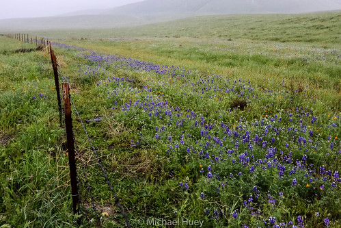 arvin california 2018 wildflowers flowers field green spring pasture lupine californiapoppy poppy orange purple