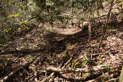 Abandoned Yellow Branch Waterfall Trail - 02