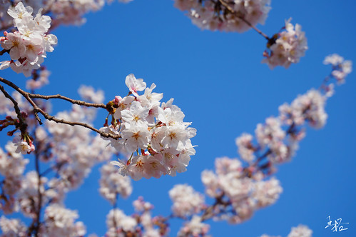 cherry chinhae korea spring
