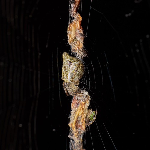 jow2018 arachnidsspiders raynox dcr250