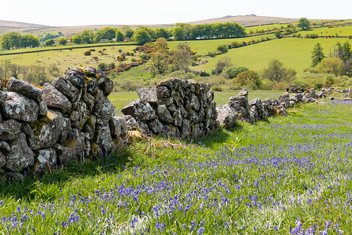 dartmoor nationalpark drystone wall bluebell grass field tree landscape hill tor