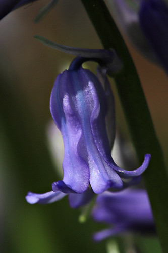 Bluebell Hyacinthoides non-scripta