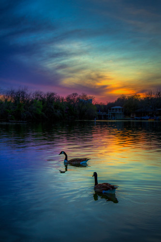 2018 78639 canadagoose coloradoriver copyright©2018ianaberle hdr kingsland quietcove texas lake swans tonemapped unitedstates exif:focallength=24mm exif:model=canoneos7d geo:lat=30661111666667 camera:make=canon exif:aperture=ƒ40 geo:state=texas camera:model=canoneos7d geo:lon=98439166666667 geo:country=unitedstates exif:isospeed=200 geo:city=kingsland exif:lens=ef24105mmf4lisusm geo:location=1005kingcourt exif:make=canon us flickrphotooftheweek