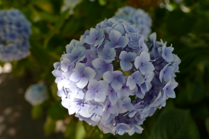 Leica  Q日比谷公園の紫陽花