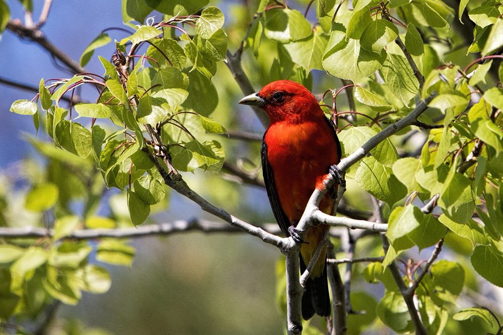 Tawas Point S.P.: Scarlet Tanager
