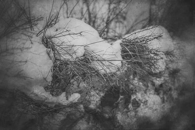 2018.03.26_085/365 - Gray Dreams of Late Winter.