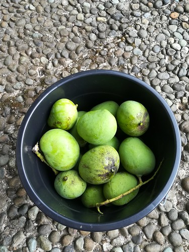 carrascal carcanmadcarlan surigao surigaodelsur caraga mango greenmango