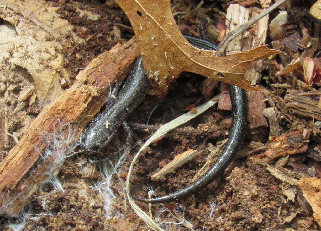 Lead-phase Red-backed Salamander