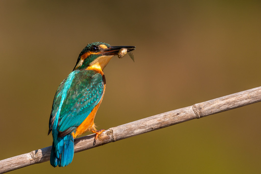 Male Common Kingfisher - Guarda Rios Macho - Alcedo atthis