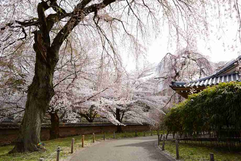 Japan Cherry Blossoms