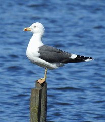 Lesser Blackback Gull - Shibdon Pond