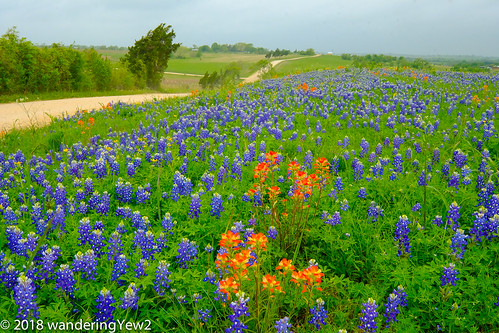 austincounty fujixpro2 texas texaswildflowers bluebonnet flower indianpaintbrush wildflower