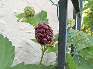 Berries, in progress