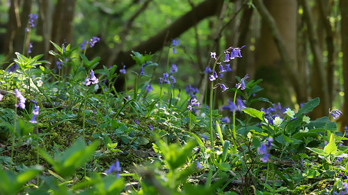 Spring in a Kentish bluebell wood