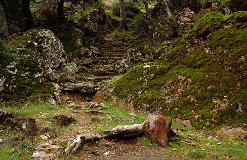 parnes parnitha forest stairs nature