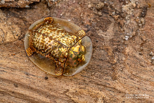 Golden tortoise beetle (Aspidimorpha cf. ertli) - DSC_2776