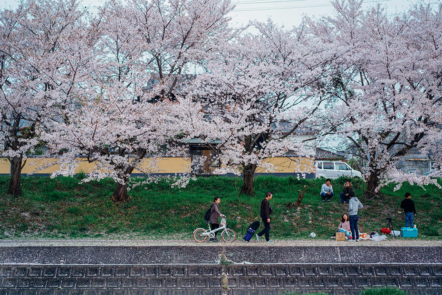 CherryBlossoms_204