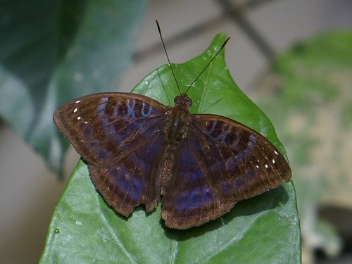 euriphenebarombina commonnymph nymphalidae butterfly insect fauna bayelsastate nigeria nigerdelta westafrica koroama koroamaforest