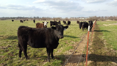 Cattle grazing novel endophyte early in the season