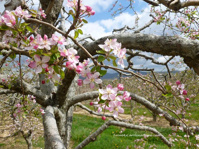 Apple Blossom Drive at From My Carolina Home