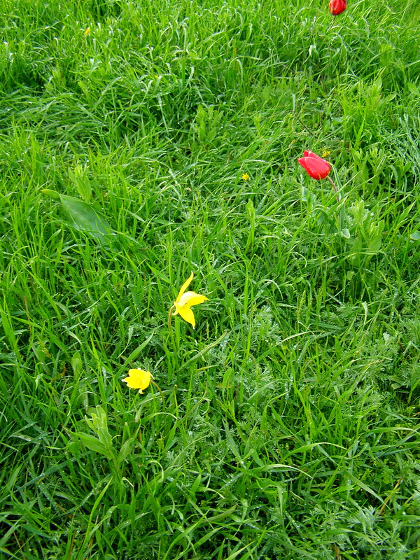 Цветение тюльпанов в Калмыкии калмыкия
