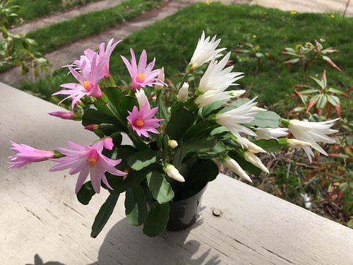 pink and white Easter cacti