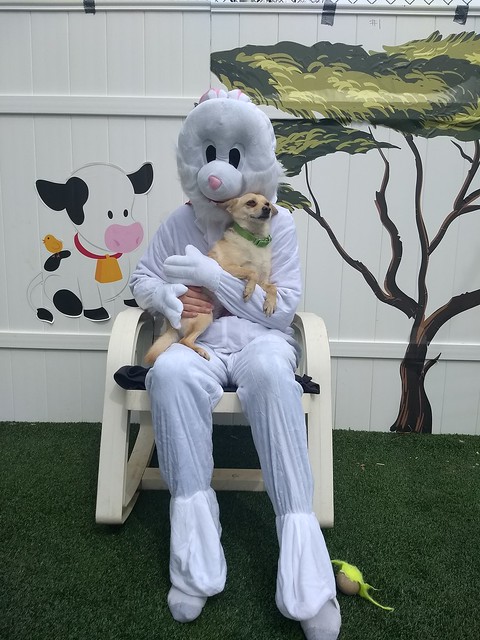 Photos with the Easter Bunny