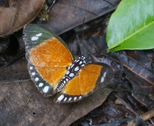 euphaedraruspina commonorangeforester nymphalidae butterfly insect fauna bayelsastate nigeria nigerdelta westafrica koroama koroamaforest