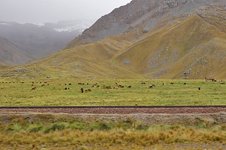 Cusco to Puno - Landscapes glacier mountains alpaca