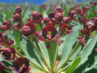 Euphorbia atropurpurea (Euphorbiaceae)