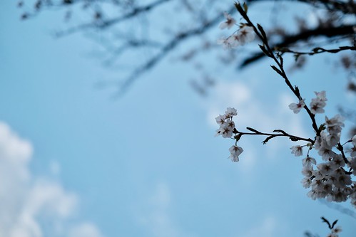 冬のような寒さの中に咲く桜は美しい