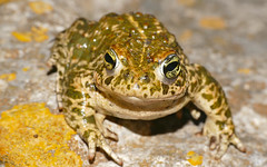 Natterjack Toad (Epidalea calamita) - Photo of Quarante