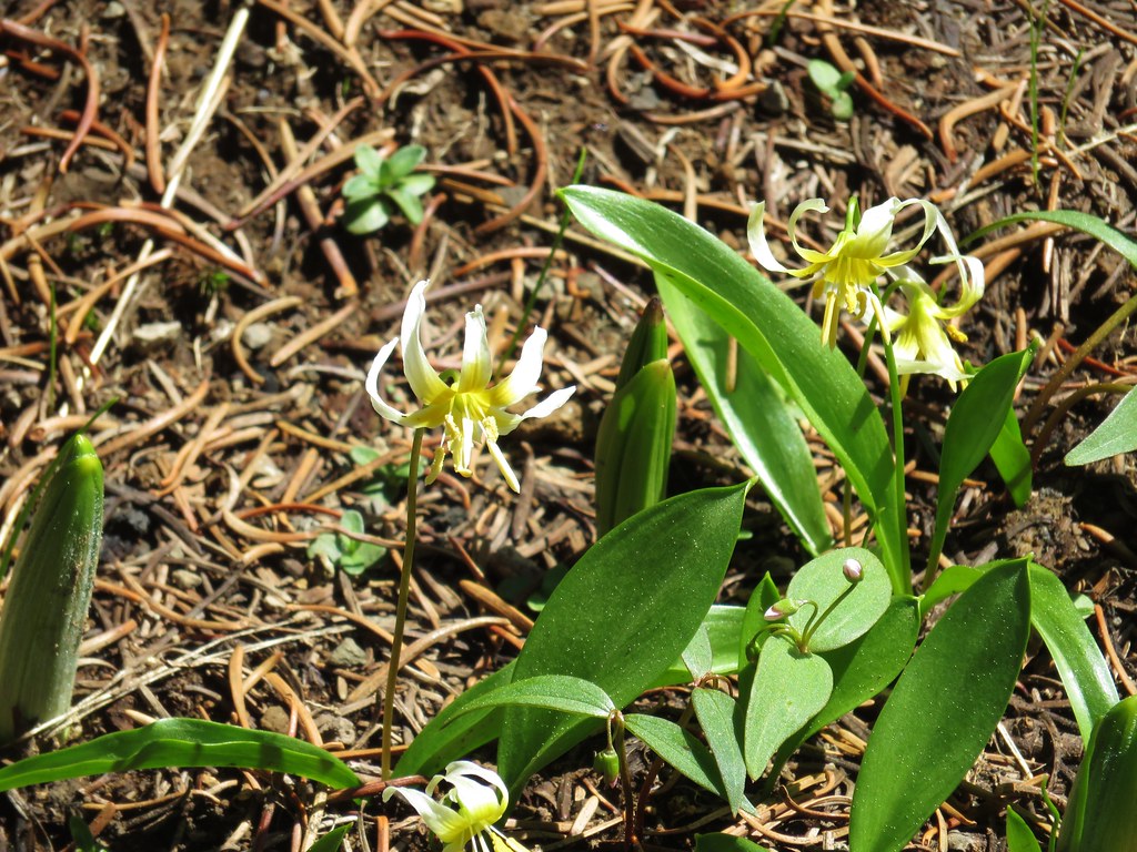 Avalanche lilies