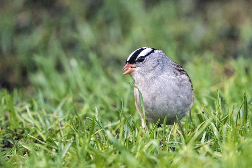 Whitefish Point: White-crowned Sparrow