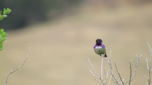 Costa's Hummingbird (Calypte costae), Santa Margarita Lake, CA