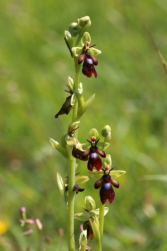 Fly Orchid Ophrys insectifera