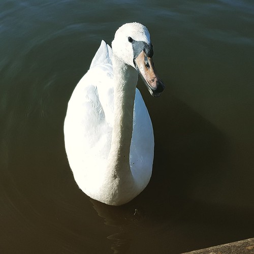 swan on the braake