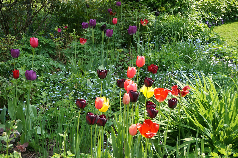 garden in May 2018-13
