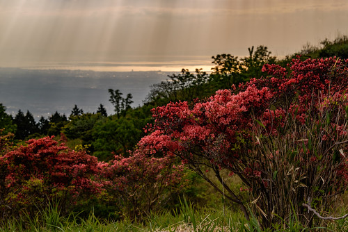 japan flower 大和葛城山 山 mountain 御所市 奈良県 夕景 sunset