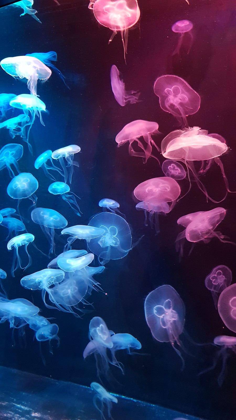 9. Jellyfish exhibit