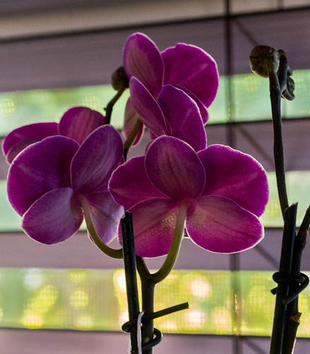 make me smile room with view 50mm18macro 7dw april2018 nikond610 flora orchid window makemesmile roomwithaview