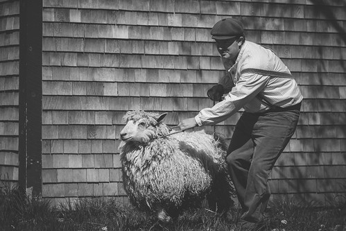annapolisvalley d7200 newross nikkor nikon rossfarm rossfarmmuseum novascotia ns shearing sheep sheepshearing spring canada ca vsco vscofilm