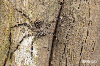 Flatty spider (Selenops sp.) - DSC_2385