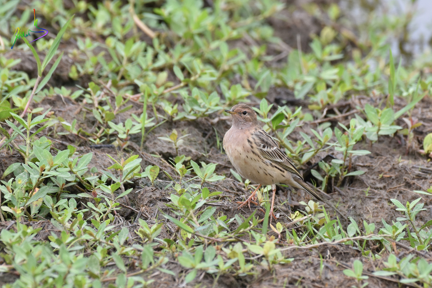 Red-throated_Pipit_0665