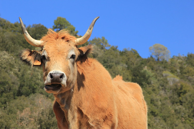 Catalan cow, hiking Catalonia