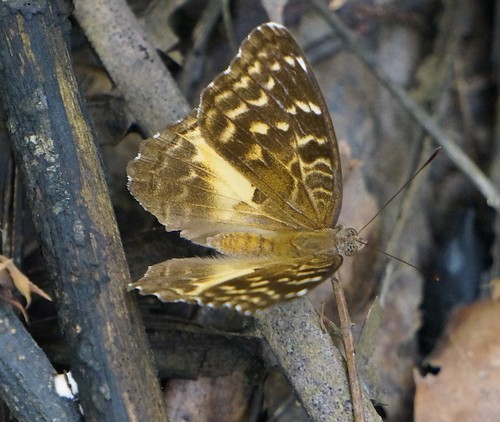 nymphalidae butterfly insect fauna bayelsastate nigeria nigerdelta westafrica koroama koroamaforest euriphenegambiaegabonica gambianymph