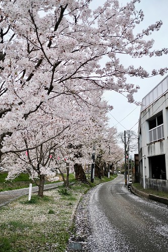 桜の花、舞い上がる道を 2018
